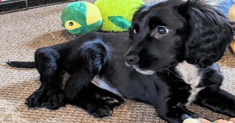 Puppy met zes pootjes op parkeerplaats gedumpt: zijn redding raakt duizenden harten