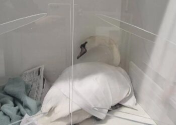 Jongeren mishandelen zwaan in Den Bosch: woede en ongeloof na schokkend incident