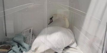 Jongeren mishandelen zwaan in Den Bosch: woede en ongeloof na schokkend incident