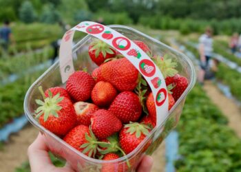 Let op: aardbeien uit deze supermarkten zitten vol gif en worden afgeraden voor zwangeren en kinderen