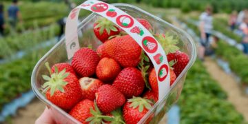 Let op: aardbeien uit deze supermarkten zitten vol gif en worden afgeraden voor zwangeren en kinderen