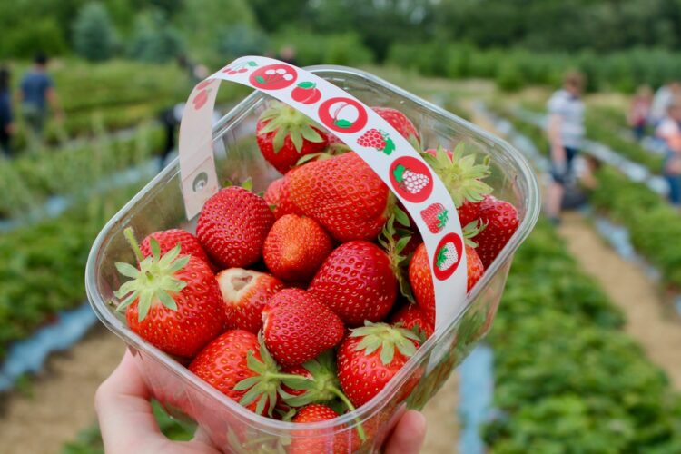 Let op: aardbeien uit deze supermarkten zitten vol gif en worden afgeraden voor zwangeren en kinderen