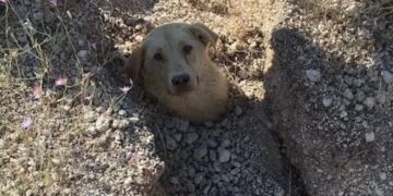 Man redt hond die tot aan haar nek begraven zat, maar dan ontdekt hij iets onder de aarde dat zijn hart breekt