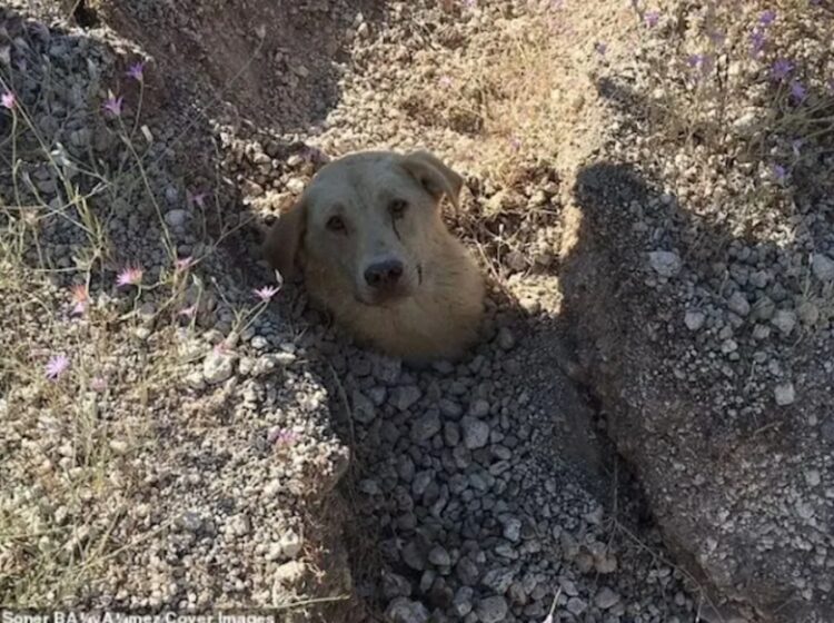 Man redt hond die tot aan haar nek begraven zat, maar dan ontdekt hij iets onder de aarde dat zijn hart breekt