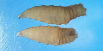 Eerste menselijke besmetting met vleesetende schroefworm ontdekt: “Alles staat op het spel”