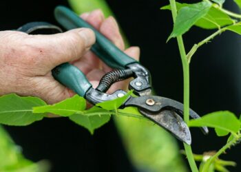 Let op: dit moet je allemaal nog snoeien in oktober (en deze vooral niet)