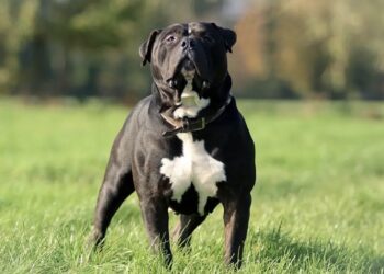 Onderzoek onthult: deze hondenrassen blijken verrassend agressief – zelfs experts stonden versteld