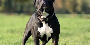 Onderzoek onthult: deze hondenrassen blijken verrassend agressief – zelfs experts stonden versteld
