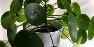 Met deze tips blijft jouw pannenkoekenplant wél in leven! (bijna iedereen doet dit verkeerd)