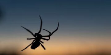 Dit zijn de 5 dingen in huis waarom spinnen sneller bij jou binnen komen