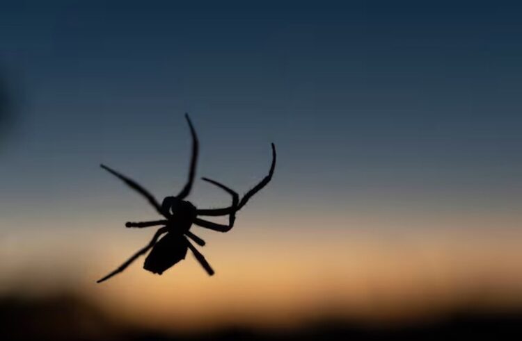 Dit zijn de 5 dingen in huis waarom spinnen sneller bij jou binnen komen