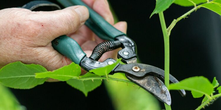 Ook in januari moet je snoeien: dit gebeurt er als je je fruitbomen te laat aanpakt…
