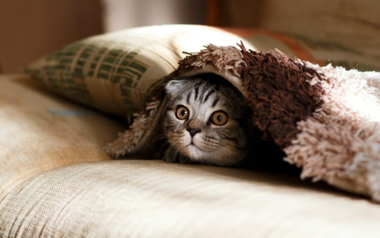 Honden en kattenbaasjes opgelet! Nieuwe EU-regel vanaf 2028; dit moet je zo snel mogelijk regelen…
