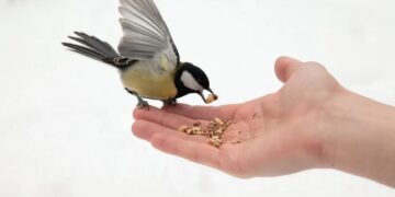 Wintervoer voor vogels lijkt lief, maar deze 5 missers kunnen ze de dood in jagen