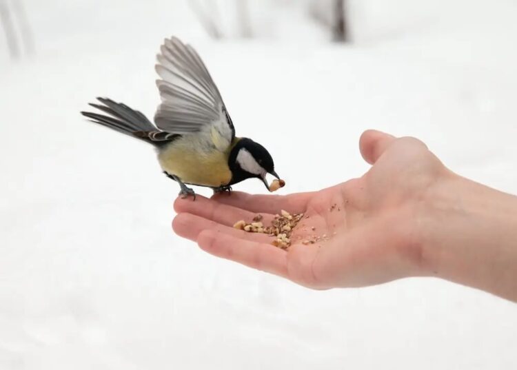 Wintervoer voor vogels lijkt lief, maar deze 5 missers kunnen ze de dood in jagen