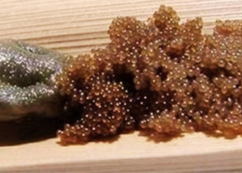 Deze onschuldig eitjes in de tuin kunnen gevaarlijker zijn dan je denkt!