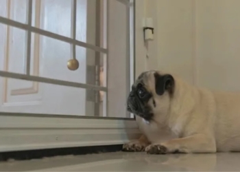 Video: mopshondje brengt zijn eerste nacht door zonder zijn overleden beste vriend. Zijn reactie is hartverscheurend