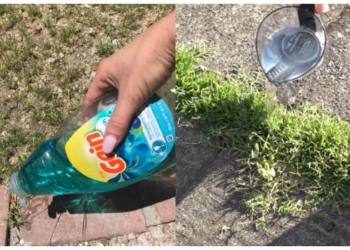 Tip tuinexpert: zo ben je razendsnel van onkruid af