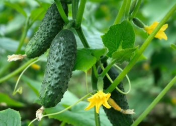 Dit zijn dé 30 planten voor een oogst waar je buren jaloers op worden