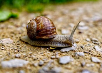 Slakken in je tuin? Met deze voorbereiding ben je ze straks helemaal kwijt
