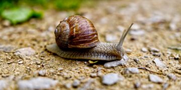 Slakken in je tuin? Met deze voorbereiding ben je ze straks helemaal kwijt