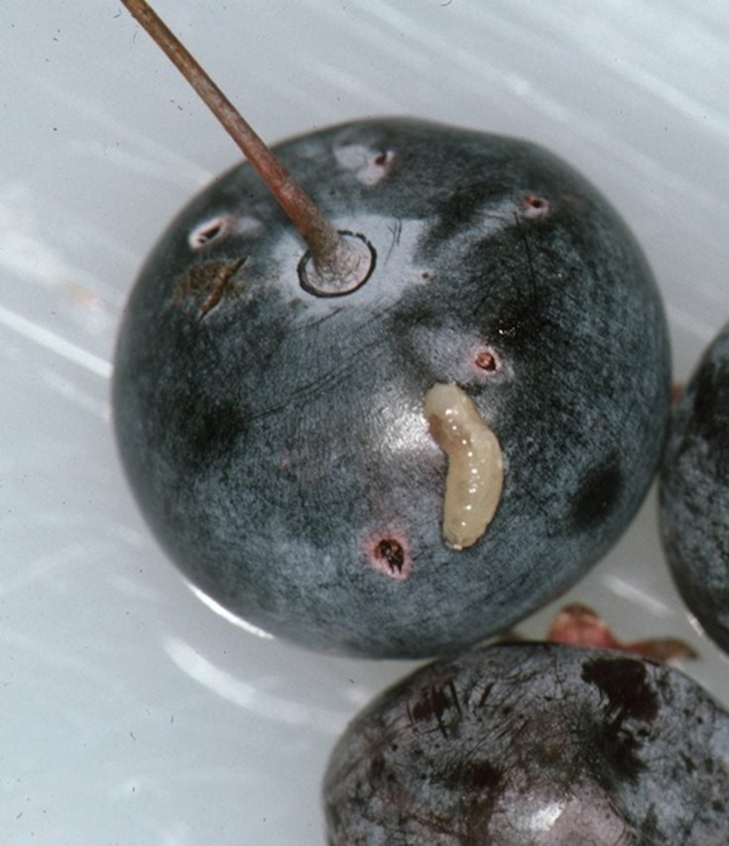 Waarom blauwe bessen eerst een zoutbadje verdienen voor je ze opeet