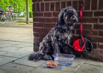 Hoe kun je dit doen? Hondje urenlang vergeten bij supermarkt