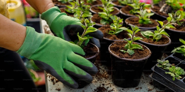 IJsheiligen voorbij… durf jij je planten al buiten te zetten? Dit moet je weten