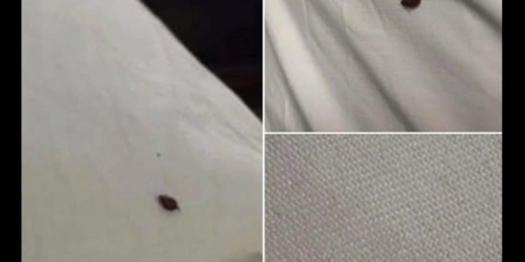Dit kleine beestje in huis kan gevaarlijker zijn dan je denkt