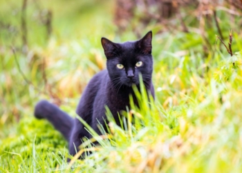 Schokkend voorstel: provincie overweegt afschieten van katten