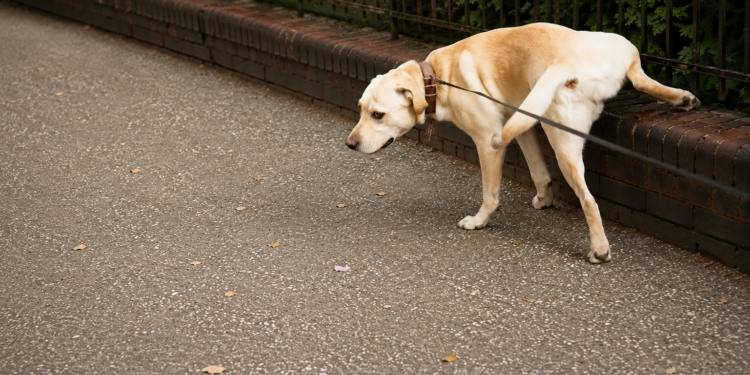 Dit bizarre bedrag moet je straks betalen als je hond op straat plast