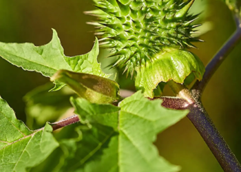 Deze giftige plant rukt op in Nederland en wil je absoluut niet in je tuin hebben