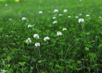 Deze ‘onkruidsoort’ blijkt misschien wel beter voor je tuin dan gras