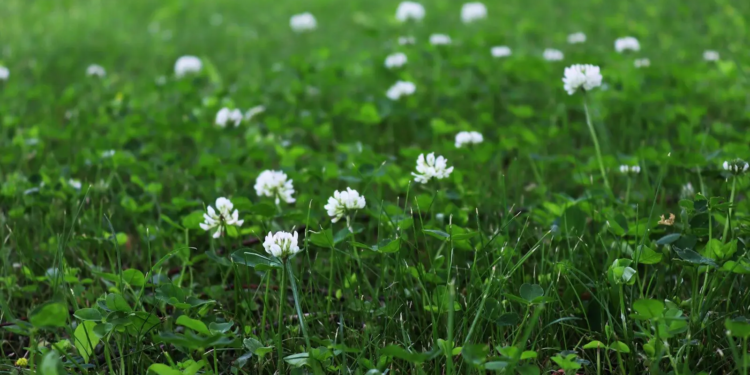 Deze ‘onkruidsoort’ blijkt misschien wel beter voor je tuin dan gras