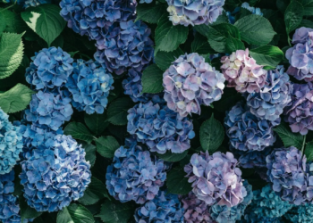 Let op: zet deze 4 planten nooit naast hortensia’s