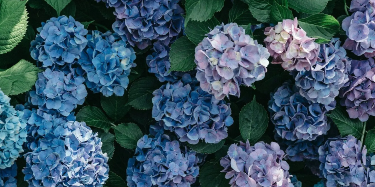 Let op: zet deze 4 planten nooit naast hortensia’s