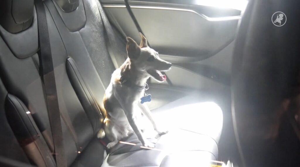 Verontwaardiging bij Ahoy: hond urenlang opgesloten terwijl baasje geniet van concert