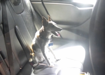 Verontwaardiging bij Ahoy: hond urenlang opgesloten terwijl baasje geniet van concert